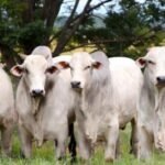 Confira como 2024 começou no mercado do boi gordo; veja preços