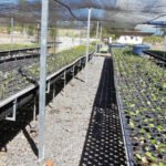 Governo do Tocantins aumenta a produção de mudas no Centro de Recuperação de Áreas Degradadas de Palmas