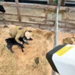Nikon lança sistema de IA que prevê parto de vacas