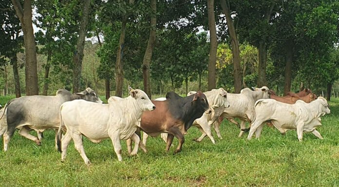 Giovana Maciel - Os protocolos permitiram, ainda, ganhos superiores de peso dos animais, entre 2% a 5% em relação ao manejo tradicional