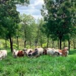 Experimento-ABCZ_02 produção de carne