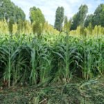 Integração lavoura-pecuária pode reduzir o uso de fertilizantes e mitigar impactos no clima Kleberson de Souza - A rotação entre lavoura e pastagem traz diversos benefícios para a qualidade do solo