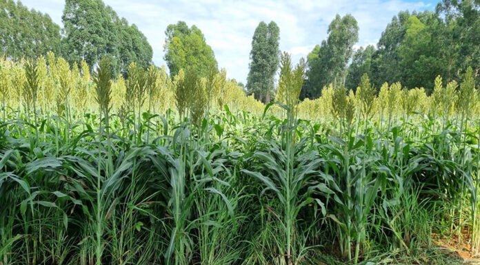 Integração lavoura-pecuária pode reduzir o uso de fertilizantes e mitigar impactos no clima Kleberson de Souza - A rotação entre lavoura e pastagem traz diversos benefícios para a qualidade do solo