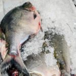 Adapec orienta consumidores sobre a importância do consumo de pescado inspecionado