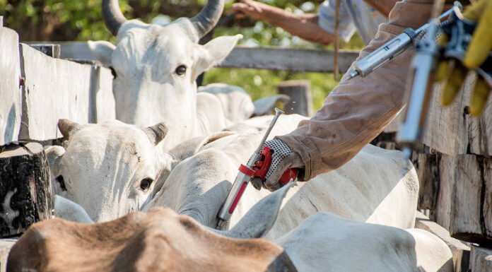 Adapec orienta os produtores rurais a vacinarem os rebanhos contra a raiva dos herbívoros