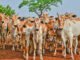 Adapec realizará estudo para comprovação da ausência de circulação viral da febre aftosa no Tocantins