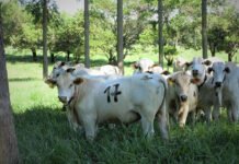 Juliana Sussai - O conforto térmico afeta o desempenho dos bovinos. Resultados do estudo podem incentivar o pecuarista a implementar ações focadas em boas práticas