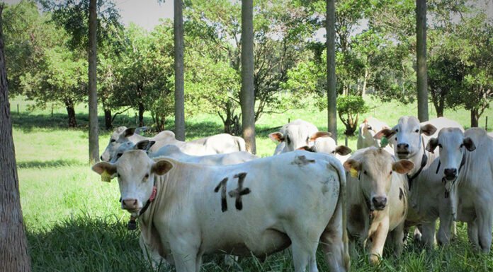 Árvores no pasto melhoram ganho de peso, conforto térmico e reprodução dos animais Juliana Sussai - O conforto térmico afeta o desempenho dos bovinos. Resultados do estudo podem incentivar o pecuarista a implementar ações focadas em boas práticas