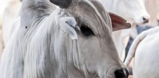 Boi gordo encerra janeiro com queda; confira as cotações do indicador