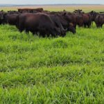 Luís Armando Zago - 