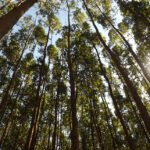 Eucalipto é capaz de armazenar grandes quantidades de carbono Fabiana Piontekowski Ribeiro - Espécie é capaz de armazenar grandes quantidades de carbono na parte aérea e no solo