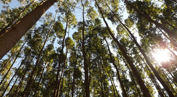 Fabiana Piontekowski Ribeiro - Espécie é capaz de armazenar grandes quantidades de carbono na parte aérea e no solo