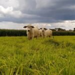 Integração lavoura-pecuária pode reduzir o uso de fertilizantes e mitigar impactos climáticos