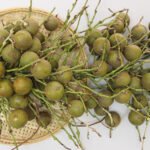 Cláudio Bezerra Melo - O Zoneamento de Risco Climático para a macaúba traz segurança para os investimentos