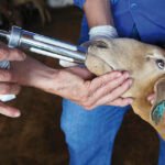 Maira Vergne - A ocorrência de verminoses causa elevadas perdas econômicas aos criadores