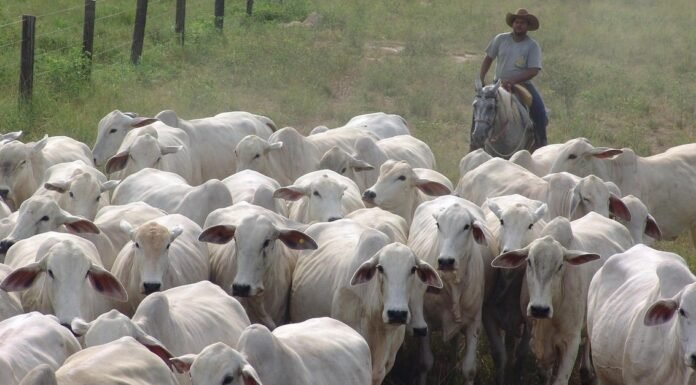 Preços do boi seguem em patamares mais baixos no Brasil; veja