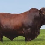 morre touro que marcou evolução em melhoramento genético