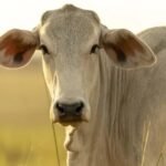 veja preços e cotações da arroba no Brasil hoje