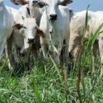 Arroba do boi cai novamente no Brasil; veja os preços