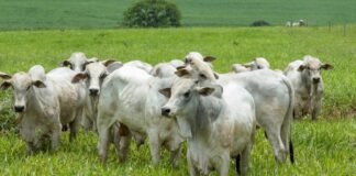 Arroba do boi em queda? Veja preços e cotações no Brasil