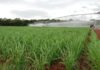 Sebastião Araújo - O sistema de cultivo de arroz em terras altas tem tido bons resultados no Cerrado do Brasil Central, onde o cereal vem sendo incorporado a áreas de rotação de culturas irrigadas sob pivô central