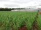 Arroz de terras altas sob irrigação no Cerrado pode complementar abastecimento no País Sebastião Araújo - O sistema de cultivo de arroz em terras altas tem tido bons resultados no Cerrado do Brasil Central, onde o cereal vem sendo incorporado a áreas de rotação de culturas irrigadas sob pivô central