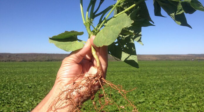 Enderson Ferreira - Nódulos na raiz formados por rizóbios, microrganismos responsáveis pela fixação biológica de nitrogênio