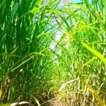 Cultivar de capim-elefante é opção de forragem durante seca