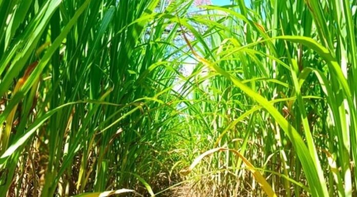 Cultivar de capim-elefante é opção de forragem durante seca