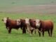Embrapa aprova diretrizes técnicas para produção boi, carne, embrapa