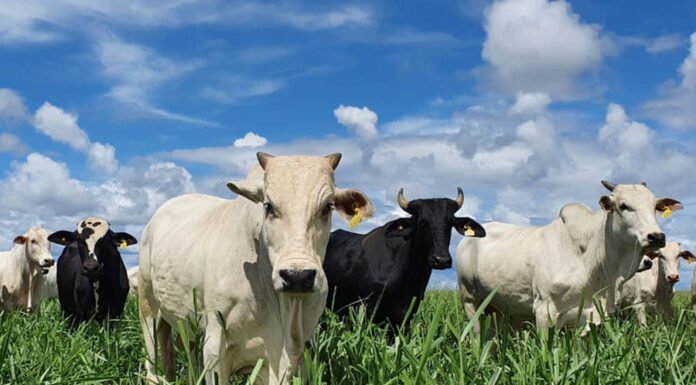 Márcia Silveira - Os parâmetros avaliados na pesquisa estão sendo contemplados nos requisitos obrigatórios propostos no Protocolo CBC juntamente com os de legislação trabalhista e ambiental