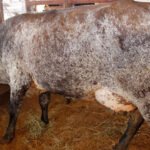 Governo do Tocantins divulga regulamento do torneio leiteiro na Agrotins 2024