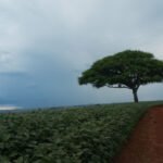 Modelos matemáticos apontam como a produção agrícola no Cerrado sofrerá os impactos das mudanças no clima Alfredo Luiz - O modelo foi utilizado para prever o impacto dos cenários de alterações climáticas nas emissões de N2O e na produção agrícola