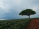Alfredo Luiz - O modelo foi utilizado para prever o impacto dos cenários de alterações climáticas nas emissões de N2O e na produção agrícola