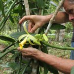 Fernando Rocha - Muitas desconhecidas, espécies de baunilhas nativas do Brasil podem ter enorme potencial