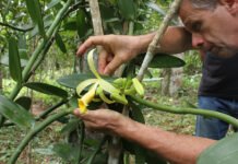 Fernando Rocha - Muitas desconhecidas, espécies de baunilhas nativas do Brasil podem ter enorme potencial