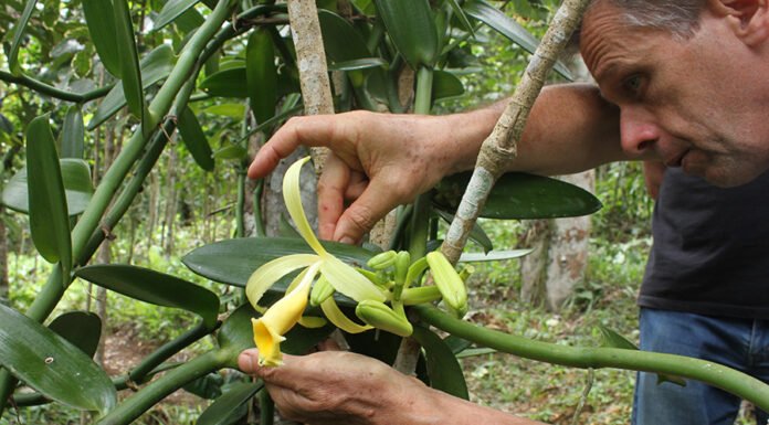 Pesquisadores cruzam o Brasil para coletar amostras de baunilhas Fernando Rocha - Muitas desconhecidas, espécies de baunilhas nativas do Brasil podem ter enorme potencial
