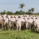 Tocantins recebe do Ministério da Agricultura reconhecimento nacional de livre da febre aftosa sem vacinação