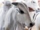 Arroba do boi em alta? Veja preços e cotações no Brasil hoje pará, boi, vaca louca - protocolo
