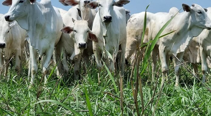 Arroba do boi em alta? Veja preços e cotações no Brasil