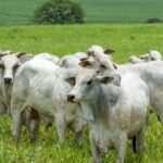 Cotações do boi gordo no Brasil: preços estáveis