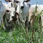 Cotações em alta? Veja os preços da arroba do boi gordo no Brasil