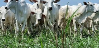 Cotações em alta? Veja os preços da arroba do boi gordo no Brasil