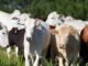 Mesa Brasileira da Pecuária investe em boas práticas de manejo