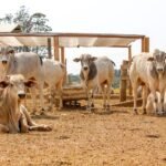 Pecuaristas enfrentam desafios e buscam soluções para o confinamento de gado