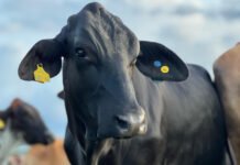 Divulgação Girolando - Animais mais resistentes ao calor são classificados com maior valor genômico para essa característica