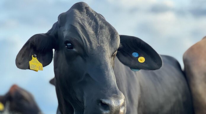 Divulgação Girolando - Animais mais resistentes ao calor são classificados com maior valor genômico para essa característica