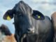Divulgação Girolando - Animais mais resistentes ao calor são classificados com maior valor genômico para essa característica