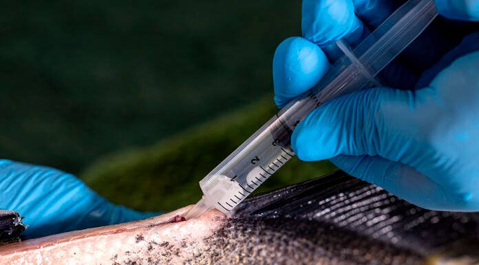 Siglia Souza - Além do crescimento mais rápido e do peso maior do tambaqui, a esterilidade provocada pela técnica de produção de peixes triploides é uma vantagem para a disseminação da piscicultura nativa