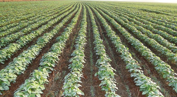  - No AnteciPasto, parte do período do plantio da forrageira ocorre em cultivo consorciado na entrelinha da soja, sem prejuízo à produtividade da oleaginosa